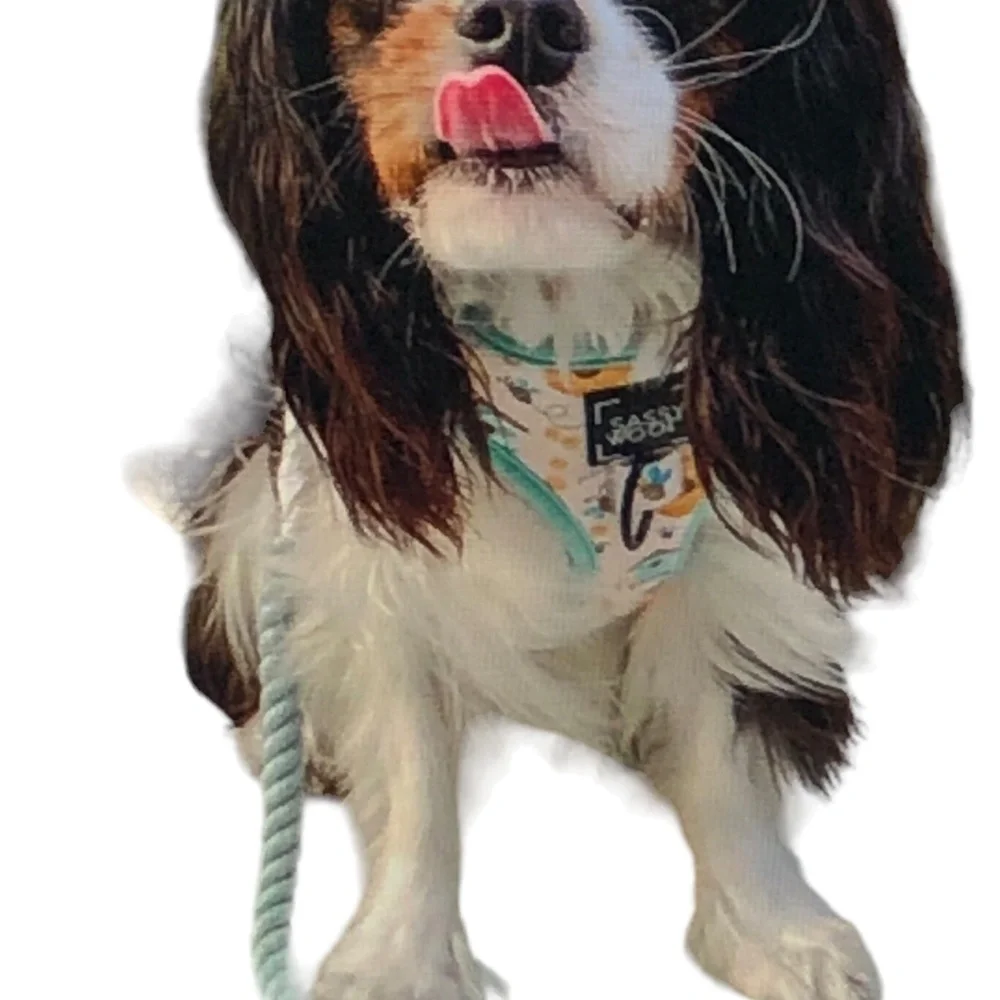 DOG ROPE LEASH Sassy Woof Hands-Free Rope Cord Leash 7ft